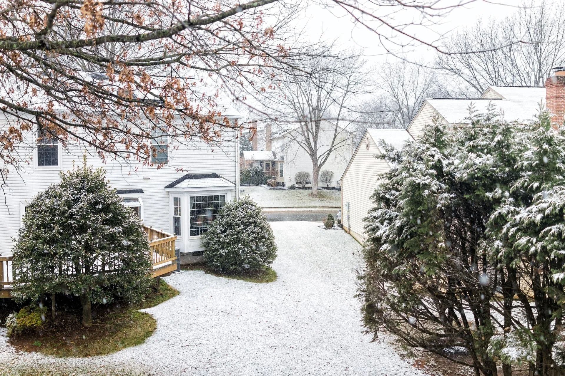 winter backyard